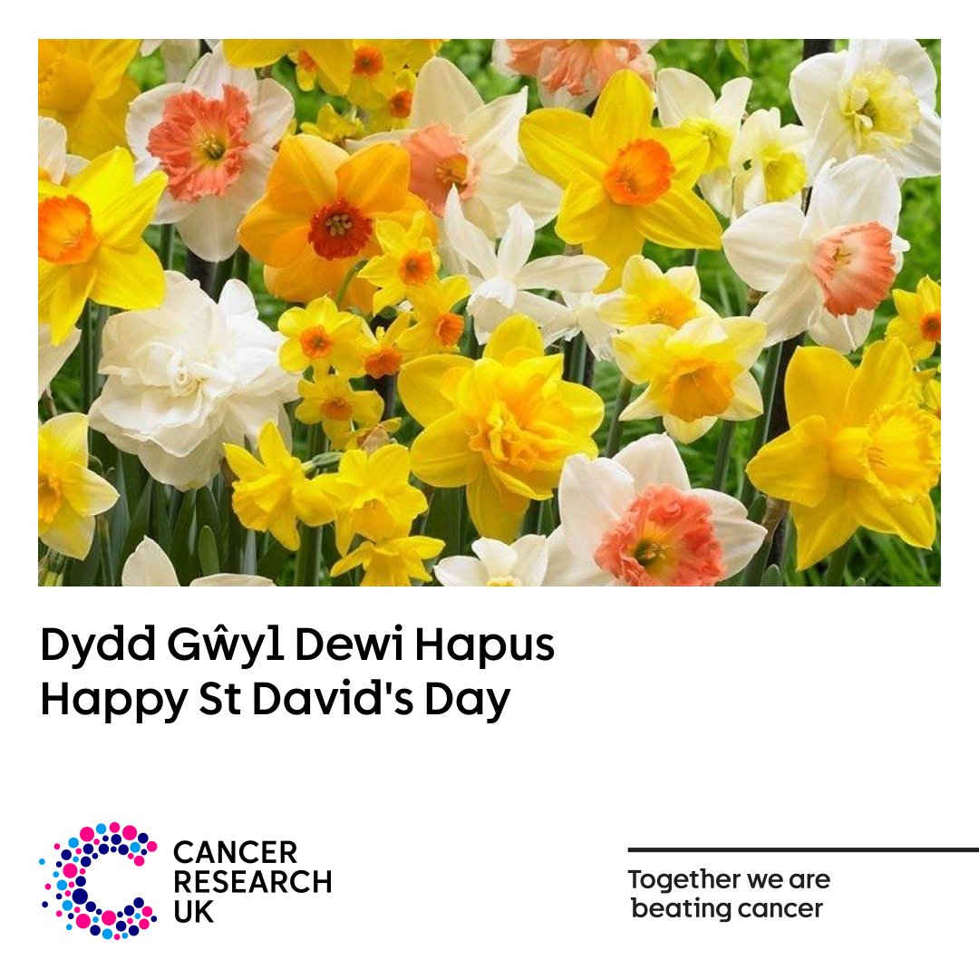 CRUKCymru's tweet photo. Dydd Gŵyl Dewi Hapus! Happy St David's Day! 🏴󠁧󠁢󠁷󠁬󠁳󠁿 https://t.co/pKfLAqsKDT