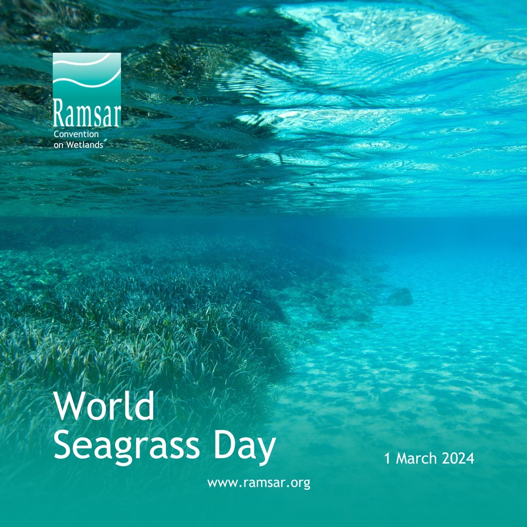 Seagrass meadows provide food and shelter to thousands of species of fish and sustain some of the world’s largest fisheries. They improve water quality by filtering, cycling and storing nutrients and pollutants, reducing contamination in seafood.

#WorldSeagrassDay