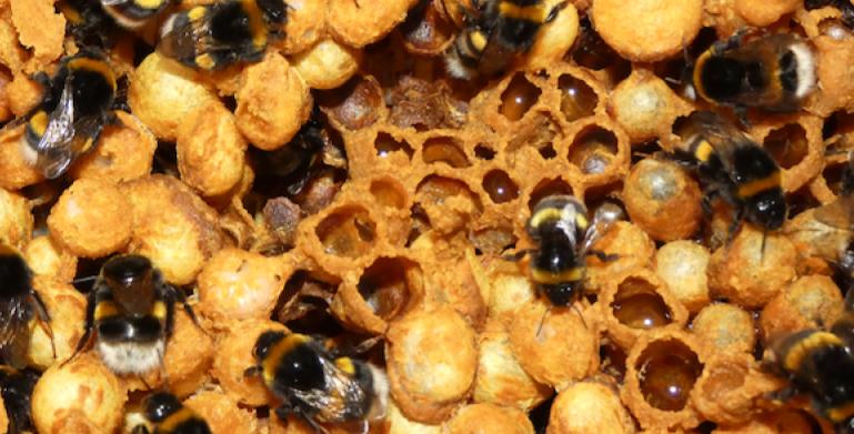 See a video with author Miles Nesbit @Nesbit_Sci @imperialcollege in our latest Article Spotlight: Identification of fungi isolated from commercial #bumblebee colonies Watch the video bit.ly/3SXu3sH #AgriculturalScience #Biodiversity #ConservationBiology