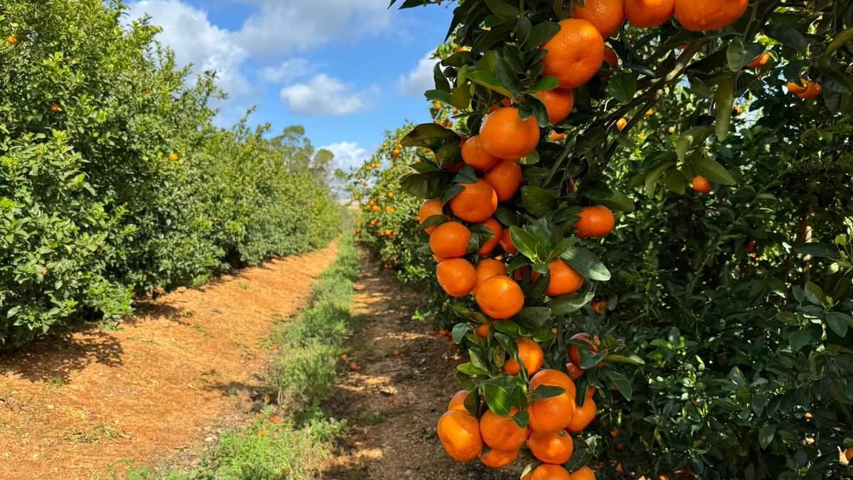Cuaderno Agrario (@cuadernoagrario) on Twitter photo 🌳🍊La Red de Apoyo para la #Innovación #Rural de #Portugal se interesa por el proyecto de I+D+i ‘#CitrusBiochar’ 🇵🇹🇪🇺🇪🇸
+INFO➡️cuadernoagrario.com/?p=55171 vía <a href="/CoopsAgroAND/">Cooperativas Agro-alimentarias de Andalucía</a>
📸#Cartaya #Huelva #Andalucia #Algarve #España 🌳🍊La Red de Apoyo para la #Innovación #Rural de #Portugal se interesa por el proyecto de I+D+i ‘#CitrusBiochar’ 🇵🇹🇪🇺🇪🇸
+INFO➡️cuadernoagrario.com/?p=55171 vía <a href="/CoopsAgroAND/">Cooperativas Agro-alimentarias de Andalucía</a>
📸#Cartaya #Huelva #Andalucia #Algarve #España