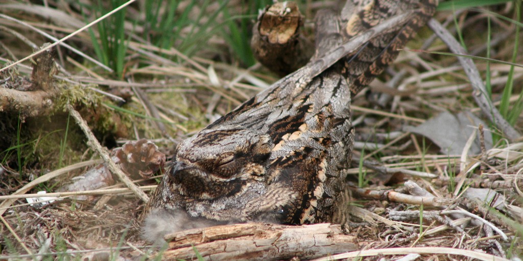 March 1st is the official start of #GroundNestingBird season 🐦🐣 These rare birds nest & look after young on the ground in #DorsetForests heaths & woodland edges. You can help them by sticking to the main forest gravel tracks & keeping dogs with you here. #StayOnTrack 🙏