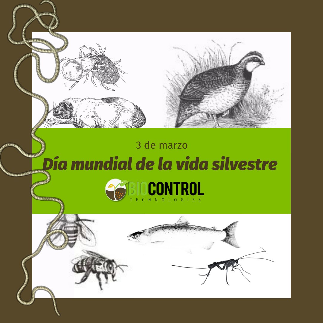 🐝🪱🦋¡Hoy 3 de Marzo celebramos el 𝗗í𝗮 𝗠𝘂𝗻𝗱𝗶𝗮𝗹 𝗱𝗲 𝗹𝗮 𝗩𝗶𝗱𝗮 𝗦𝗶𝗹𝘃𝗲𝘀𝘁𝗿𝗲! 👉En Biocontrol Technologies, estamos comprometidos con la preservación de la vida silvestre y la biodiversidad, ofreciendo productos PPP como el @T34Biocontrol 🌱🫶