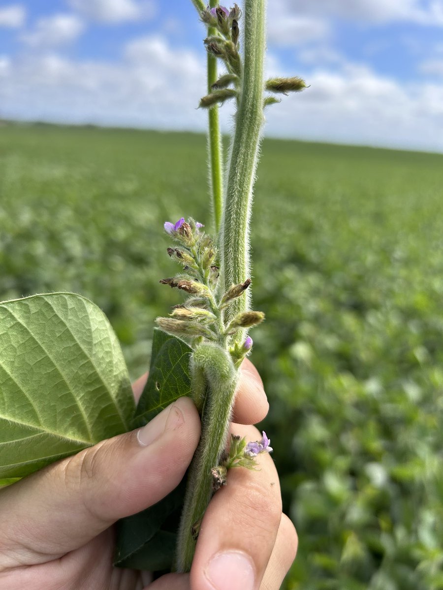Cuando el manejo de pre emergentes acompañado de rotación de cultivos y activos se mantiene en el correr de los años se nota ! Y sobre todo en estos años , recordar que todavía se puede sembrar soja no enlist! DM60i62 a 19 cm.
