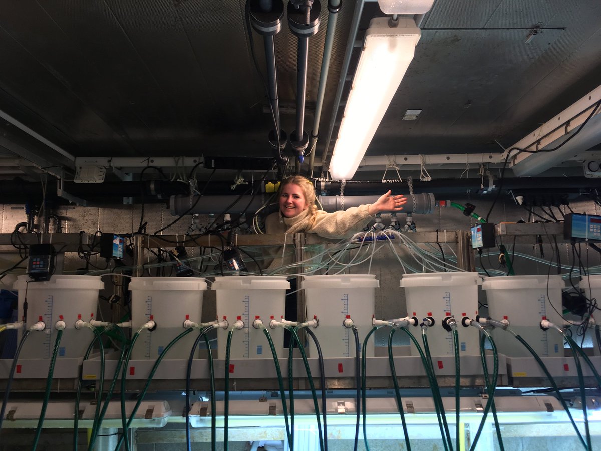 Celebrating #WorldSeagrassDay 🌱 with fond memories of conducting seagrass & ocean acidification experiments in Sweden @KristinebergC with my brilliant colleagues, Claudia Hill and Ally Lowell and @terincox. #SeagrassScience