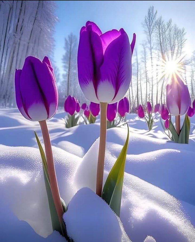thetreezz's tweet image. Spring? Is that you? 🌱🌤️ 🌸
#March1st #MeteorologicalSpring