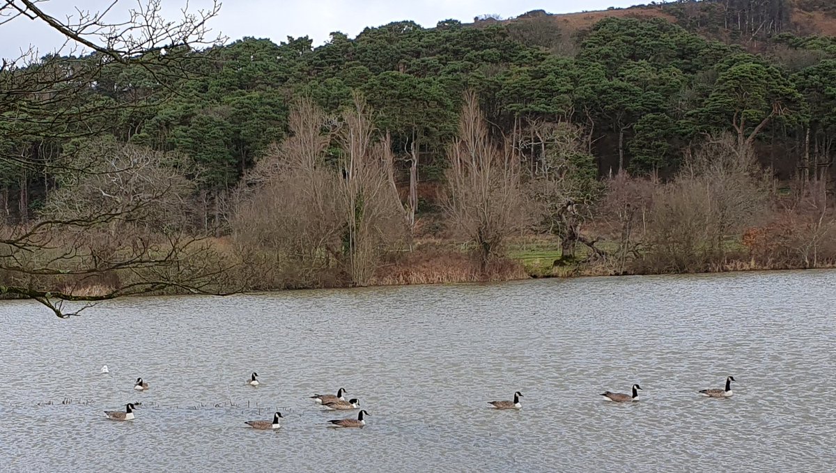Margam Park on #SaintDavidsDay:

#heritage, #nature, #wildlife ...and #Daffodils!

#NeathPortTalbot #PortTalbot #DramaticHeartOfWales