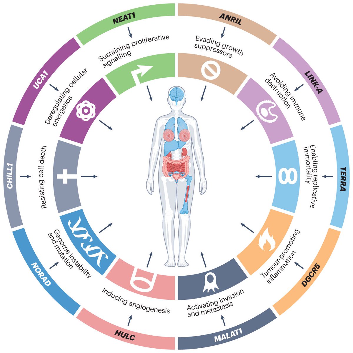 Targeting and engineering long non-coding RNAs for cancer therapy go.nature.com/49zHhmm #Review by @CoanMichela, Simon Haefliger, Samir Ounzain @ispiyou & @_Rory_Johnson_ @ucddublin