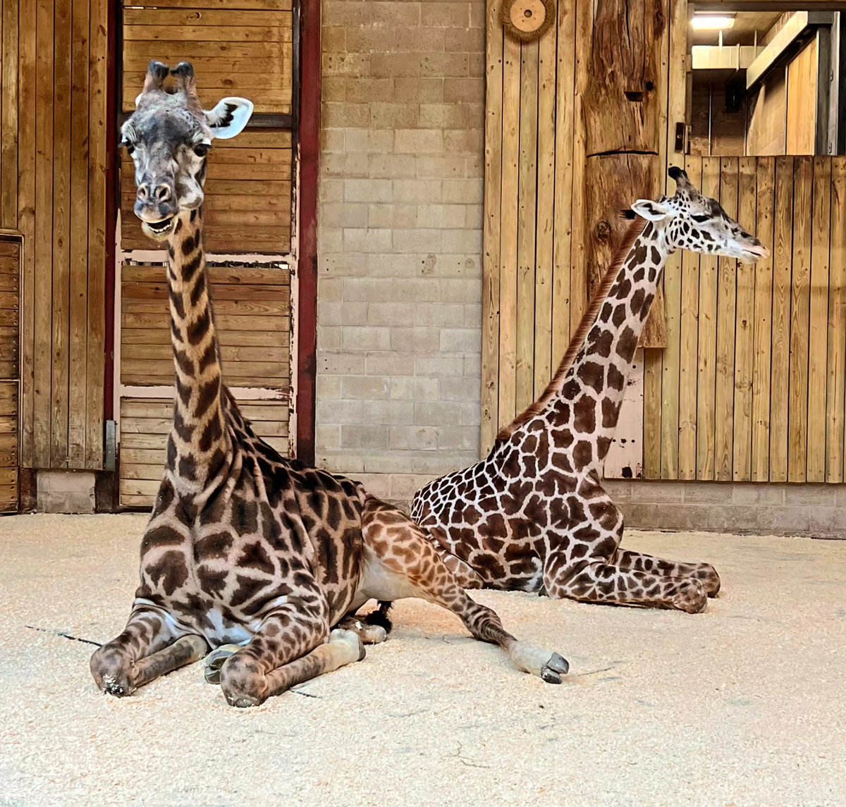 #TGIF 🦒Thank giraffe it’s Friday! Did you know giraffes only need 5 to 30 minutes of sleep in a 24-hour period?