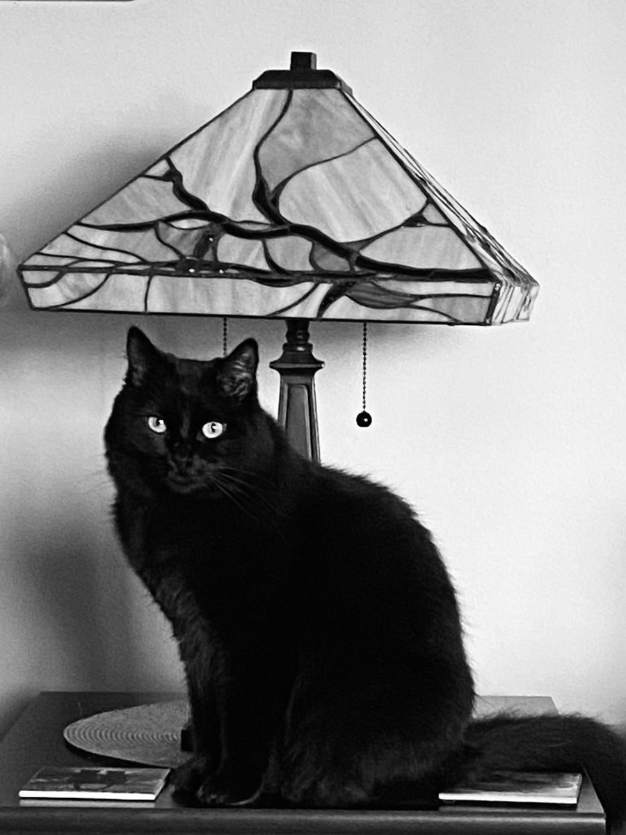 🐾It’s Friday!😸 Be free furry & non-furry friends. Get your motor running & be wild.😜🐾 😘🤗🖤~Sabrina 

#NoirFriday #BlackCats #CatsOfTwitter #CatsOfX #FridayFunDay #Cats #CatVibes
