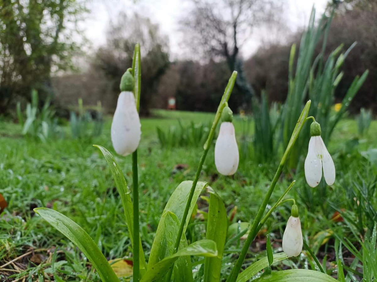 Happy St David’s Day 🏴󠁧󠁢󠁷󠁬󠁳󠁿 with all this wet weather just a little reminder spring is just around the corner!