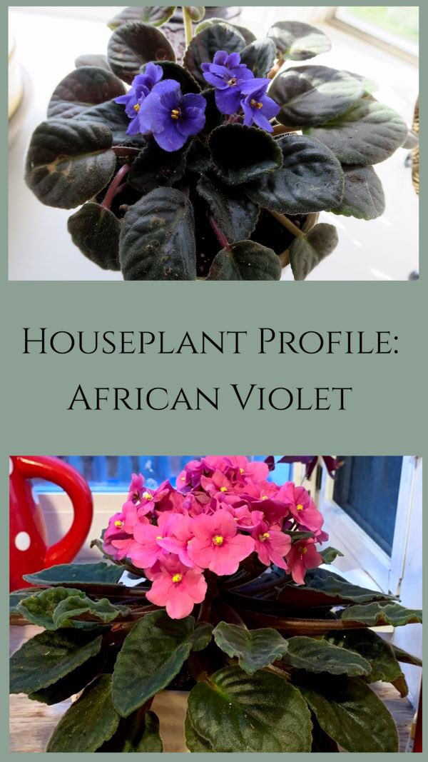 Welcome to This Month in the Garden! Today we talk about African Violet (Saintpaulia ionantha), one of the most common houseplants in the world. Read the post here at: landscapedesignbylee.blogspot.com/2024/03/featur…