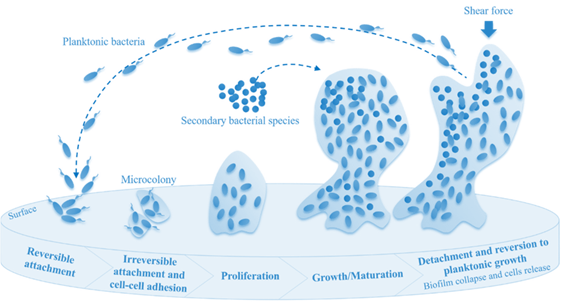 The previous pictures were of BIOFILM: Biofilm is a group of single species or mixed organisms that attach to a surface by creating a sticky substance which protect it. It can develop in as little as 24-48 hours then it will disperse bacteria into the air to land in other areas