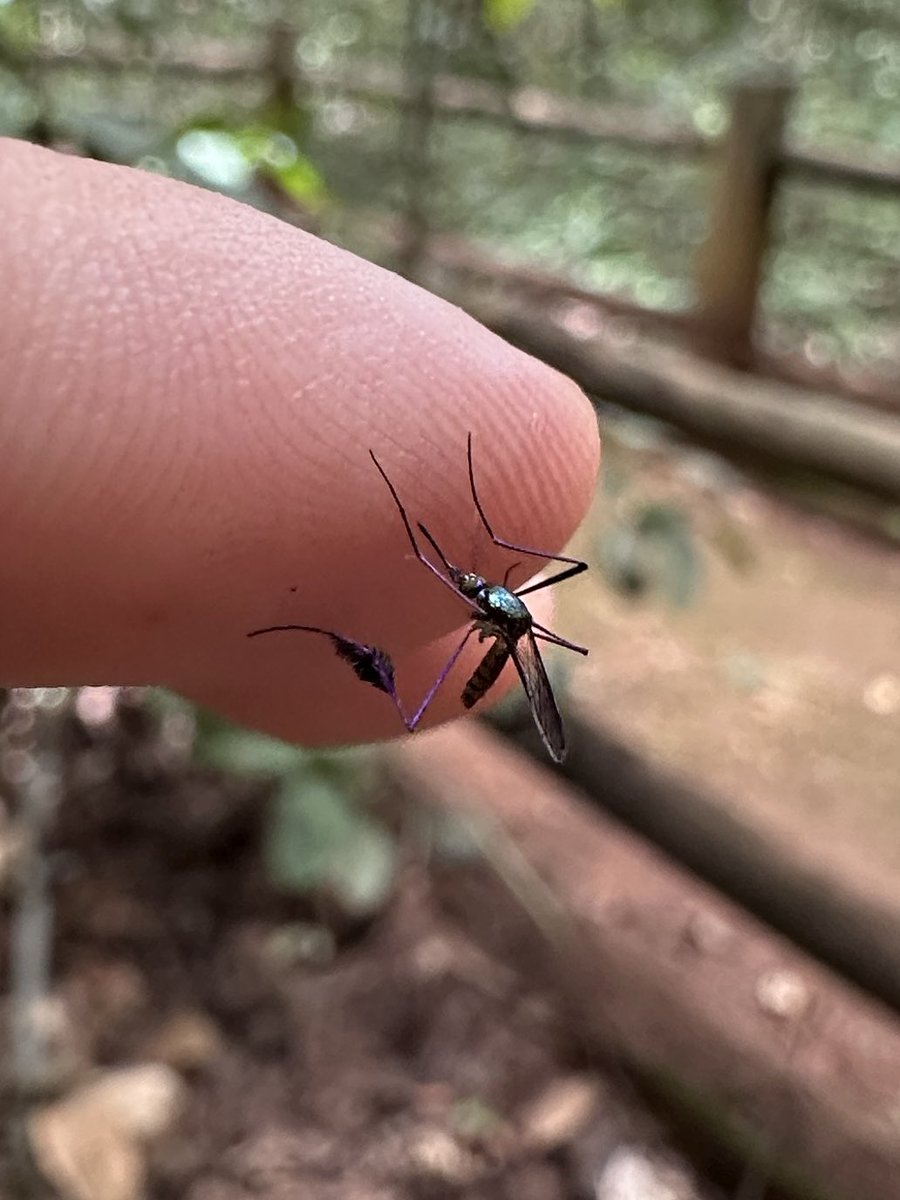 Achei o mosquito da skin lendária. Felizmente tomei a poção vacina e tenho um buff de proteção contra a skill Yellow Fever que ele usa.
Amanhã volto com a minha câmera