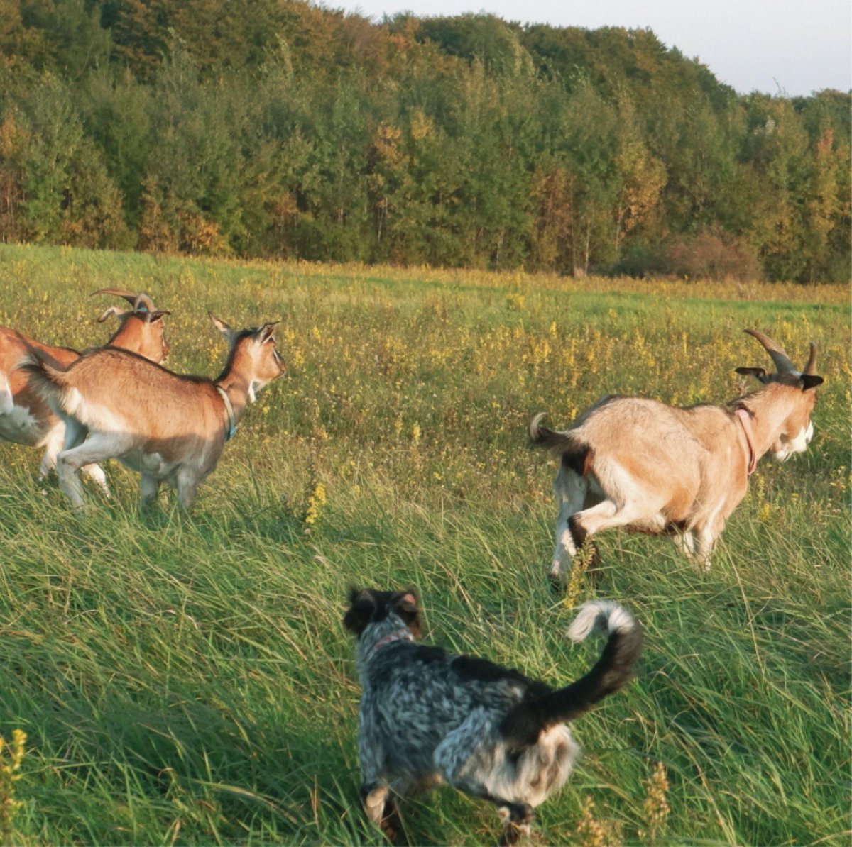 'Dances and Duels with the Domesticated Devil' - You can find this new article by Emma Schneck, an environmental writer and photographer and one of Anthroposphere's Head Editors, now on our website! 

anthroposphere.co.uk/post/dances-an…