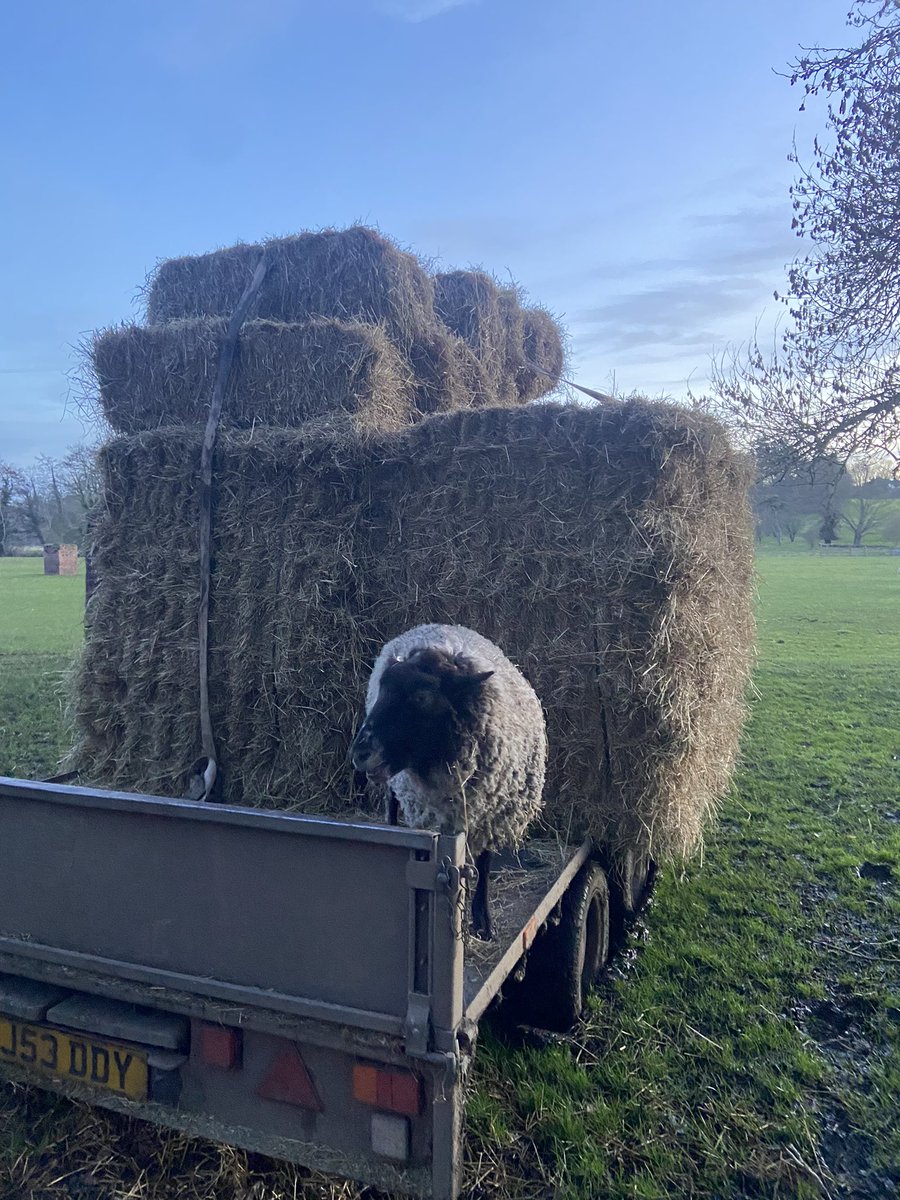HoovesTails's tweet photo. Five Pound Friday!

Help us care for our sheep with a £5 donation today! 

Just 50 donations cover our monthly hay cost &amp; keep them happy &amp; healthy. 

Donate  https://t.co/mNeOiesO8V

#fivepoundfriday #sheep #sanctuarylife #donate https://t.co/EKcwY5pCyV