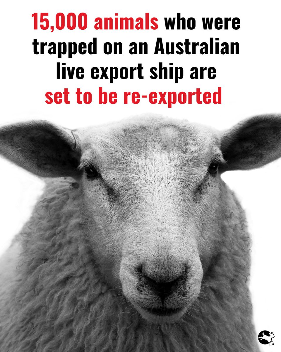 BREAKING: Thousands of animals are set to be re-exported to the Middle East from Australia. 

They have already spent five weeks trapped aboard the MV Bahijah, they have suffered enough. 

Australia must #BanLiveExports now.