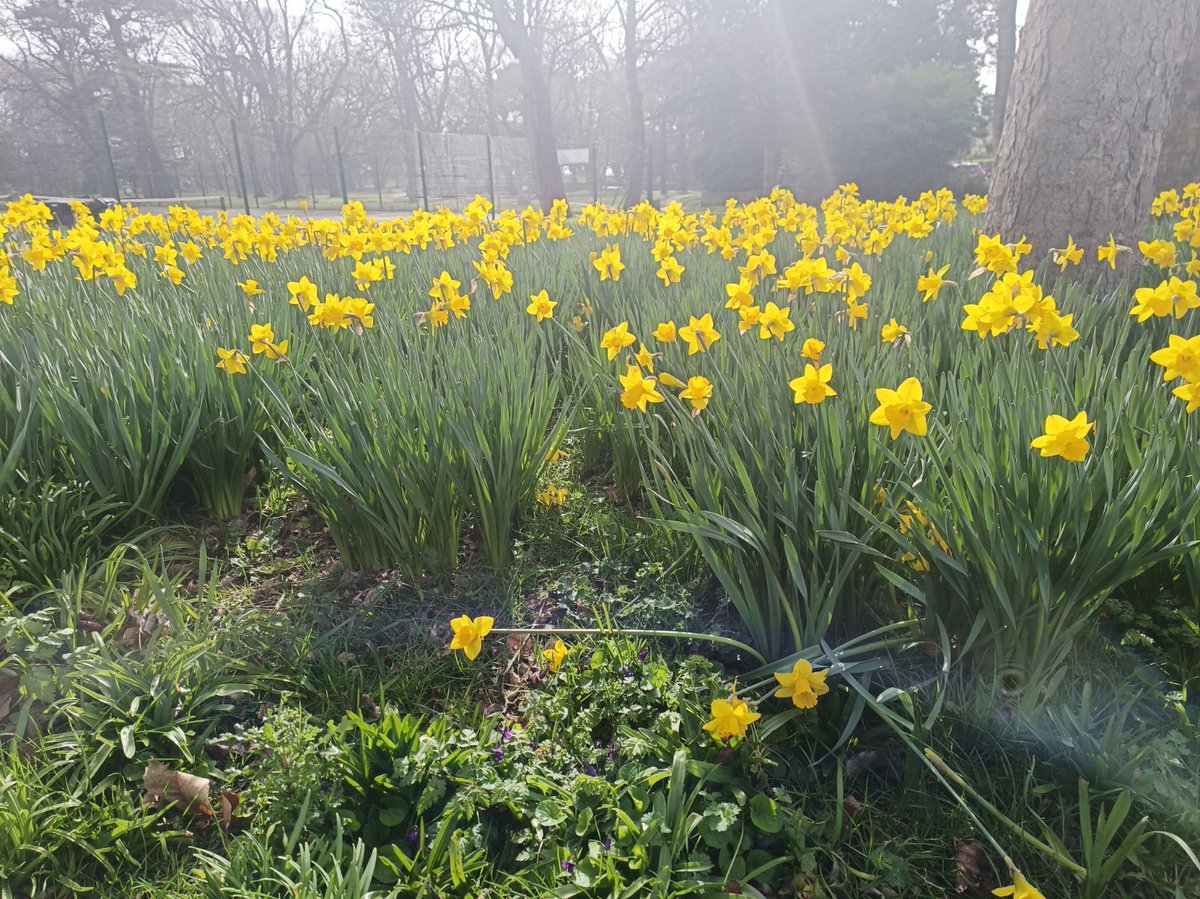 BlackmorePrint (@blackmoreprint) on Twitter photo 🌷 March calendar photo (bit.ly/2024BlackmoreC…), taken by Emma from <a href="/MushroomMktg/">Mushroom Marketing & PR</a>.
🌳 Shelley Park in #Bournemouth next to Shelley Manor building, which was originally lived in by Percy Bysshe Shelley and Mary Shelley (author of Frankenstein).
#BlackmoreCalendarPhotos 🌷 March calendar photo (bit.ly/2024BlackmoreC…), taken by Emma from <a href="/MushroomMktg/">Mushroom Marketing & PR</a>.
🌳 Shelley Park in #Bournemouth next to Shelley Manor building, which was originally lived in by Percy Bysshe Shelley and Mary Shelley (author of Frankenstein).
#BlackmoreCalendarPhotos