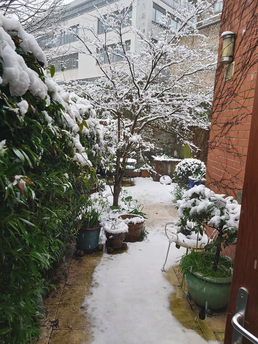 As I said, the #sneachta was unexpected, but it's turned my tiny #Dublin8 back-garden into a visual representation of the Irish flag.