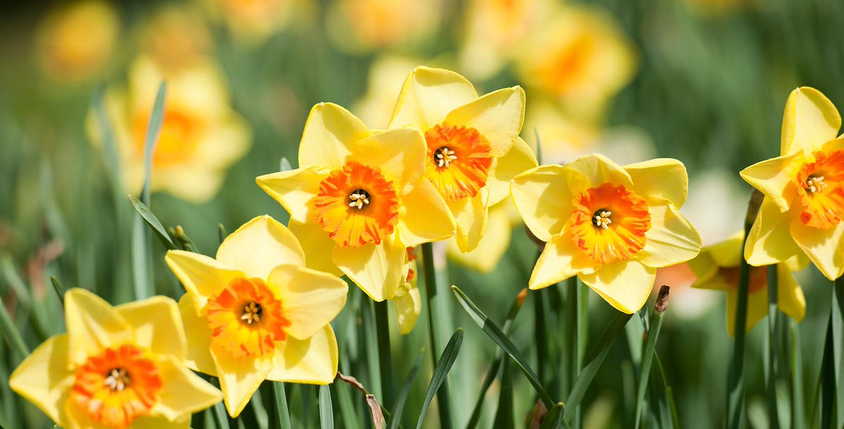 Happy St David's Day! 

#StDavidsDay #spring
