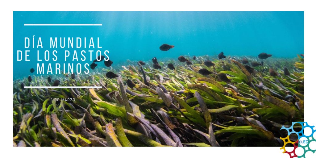 #DíaMundialDeLosPastosMarinos Estos hábitats, con un valor crucial para los ecosistemas, se enfrentan a la contaminación, el #CambioClimático, el dragado y las actividades de pesca y navegación no reguladas. Nuestra acción también puede protegerlos. Alineado con #Agenda2030.
