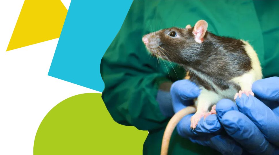 The National Centre for the 3Rs (@nc3rs) on Twitter photo .<a href="/3Hs_Initiative/">3Hs Initiative: Housing, Handling and Habituation</a> aims to improve the lives of laboratory rodents through housing, handling and habituation. With NC3Rs funding Prof Emma Robinson <a href="/psychopharmbris/">Psychopharmacology group</a> quantify rodents' emotional experiences to build the evidence base for refinements.
Webinaršnc3rs.org.uk/events/3hs-ini⦠.<a href="/3Hs_Initiative/">3Hs Initiative: Housing, Handling and Habituation</a> aims to improve the lives of laboratory rodents through housing, handling and habituation. With NC3Rs funding Prof Emma Robinson <a href="/psychopharmbris/">Psychopharmacology group</a> quantify rodents' emotional experiences to build the evidence base for refinements.
Webinaršnc3rs.org.uk/events/3hs-iniā¦