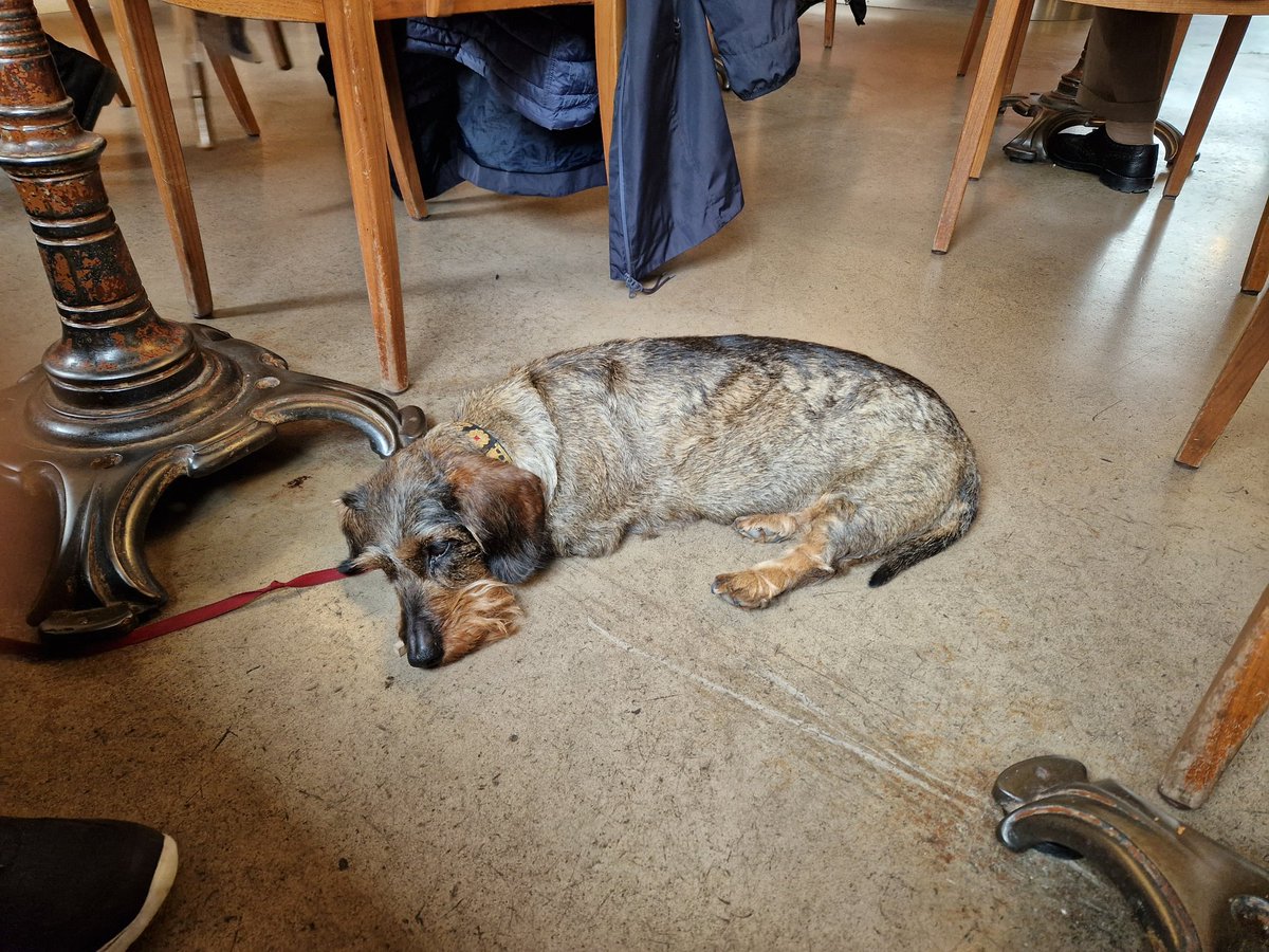 ChristophFreina's tweet image. Kaffeehausschlaf. #dogcontent