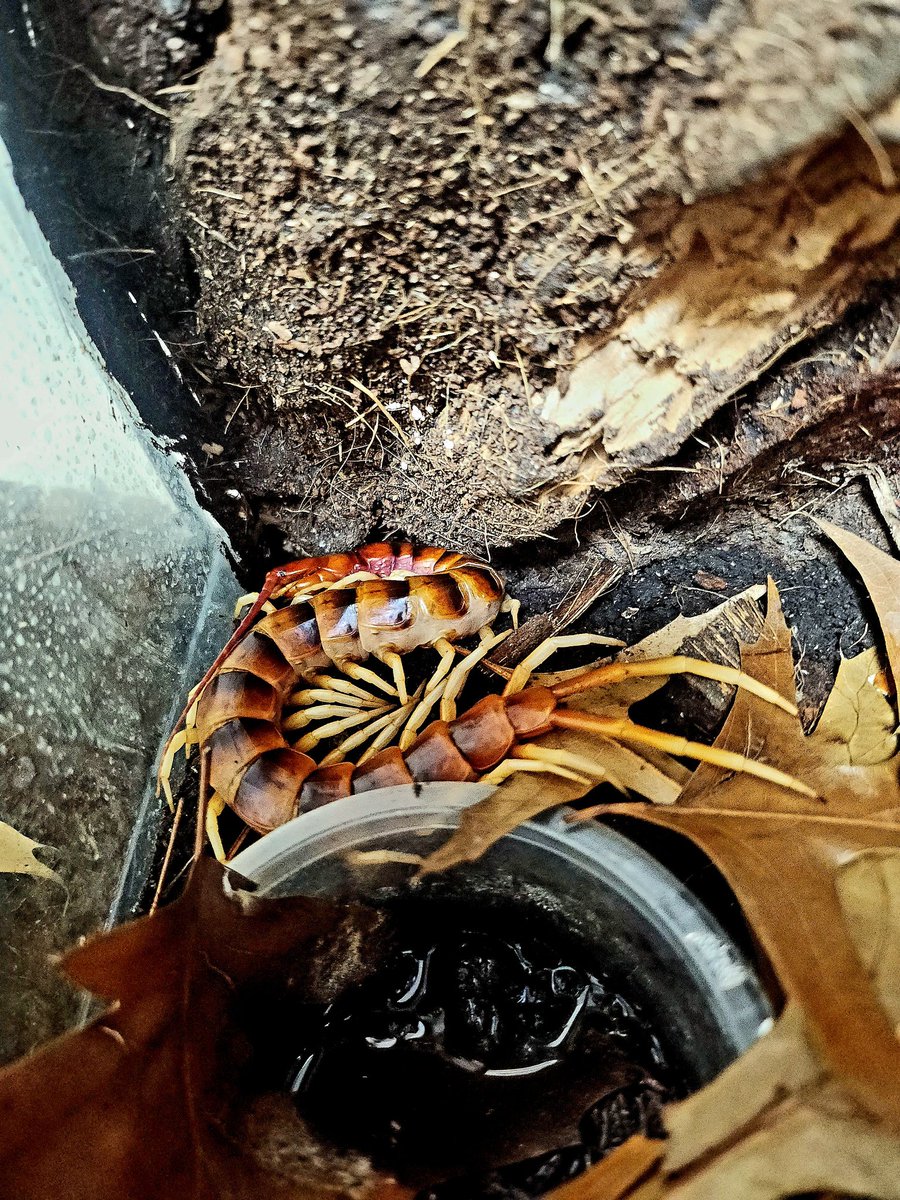 "Scolopendra gigantea White Leg"

Force