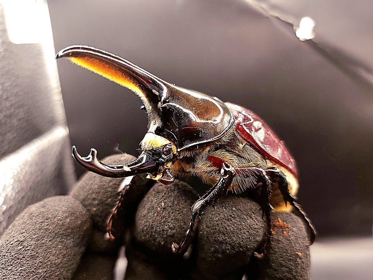 "Dynastes hyllus hyllus"
可愛さを隠せない
私は心停止状態になった