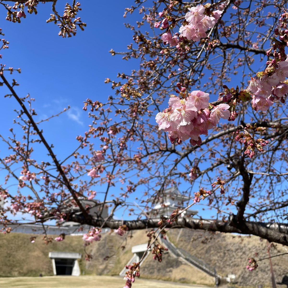 chigucheez's tweet image. 3月1日、宇都宮城址公園では河津桜がほころび始めています。Hello March! Kawazuzakura variety of cherry trees starting to bloom at former Utsunomiya Castle site. They're a darker pink than the Someiyoshino variety that'll bloom in late March. #DiscoverTochigi #CherryBlossom2024