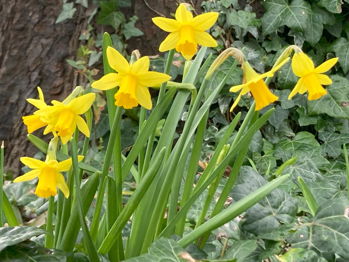 Dydd Gŵyl Dewi hapus gan bawb o BTO Cymru! Happy St Davids Day from all of us at BTO Cymru!