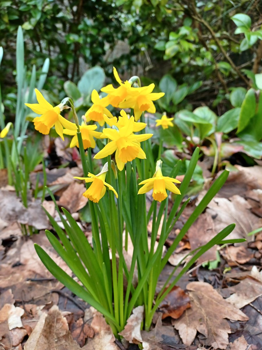 First few daffodils of the season, just in time for St. David's Day! Dydd Gwyl Dewi Hapus! 🏴󠁧󠁢󠁷󠁬󠁳󠁿 Happy St. David's Day!