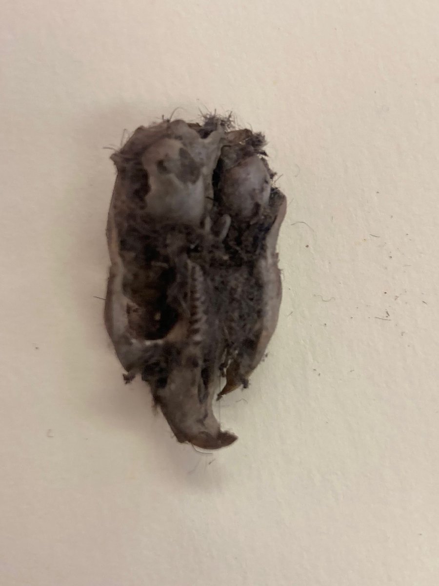 Go Wild Scotland Ranger tweet media