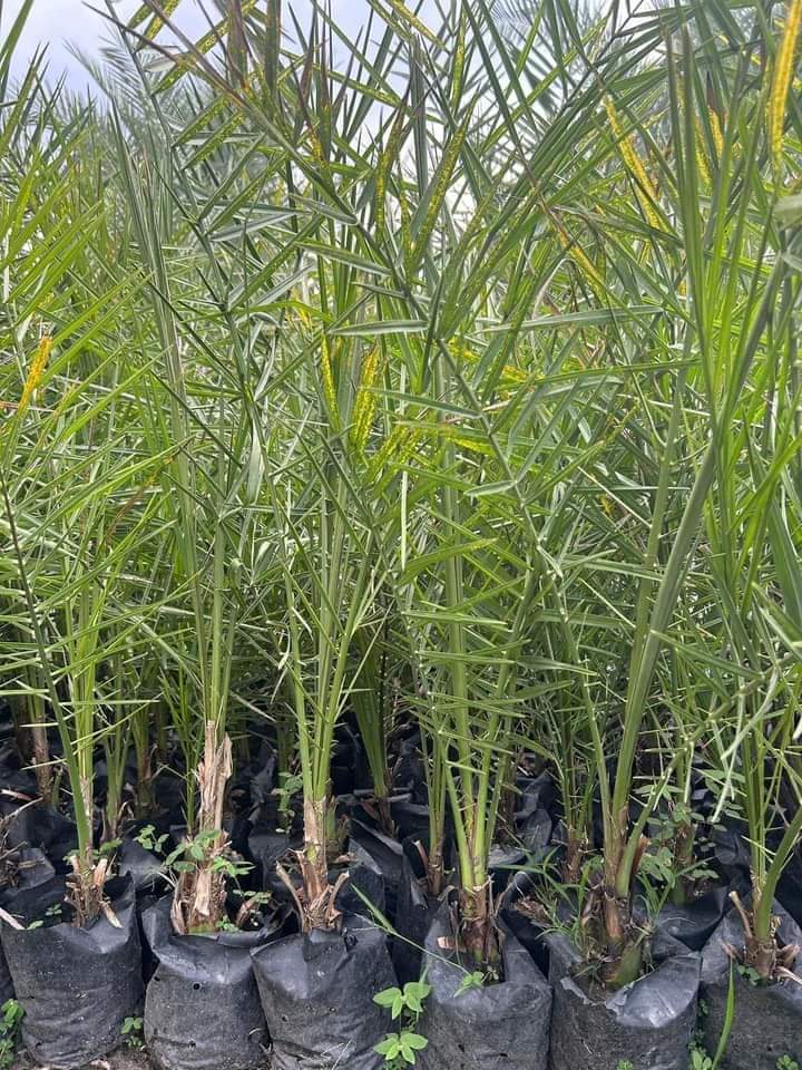 Masih ready
Biji kurma barhee Thailand
50 biji 325rb
Biji kurma KL1 Thailand
20 biji 295rr

Bibit kurma 3bln harga 50rb

Bibit kurma ajwa usia 6 bulan
Harga perbibit 150rb

Bibit kurma ajwa usia 1,5 tahun
Harga perbibit 250 
Wa 087758802926