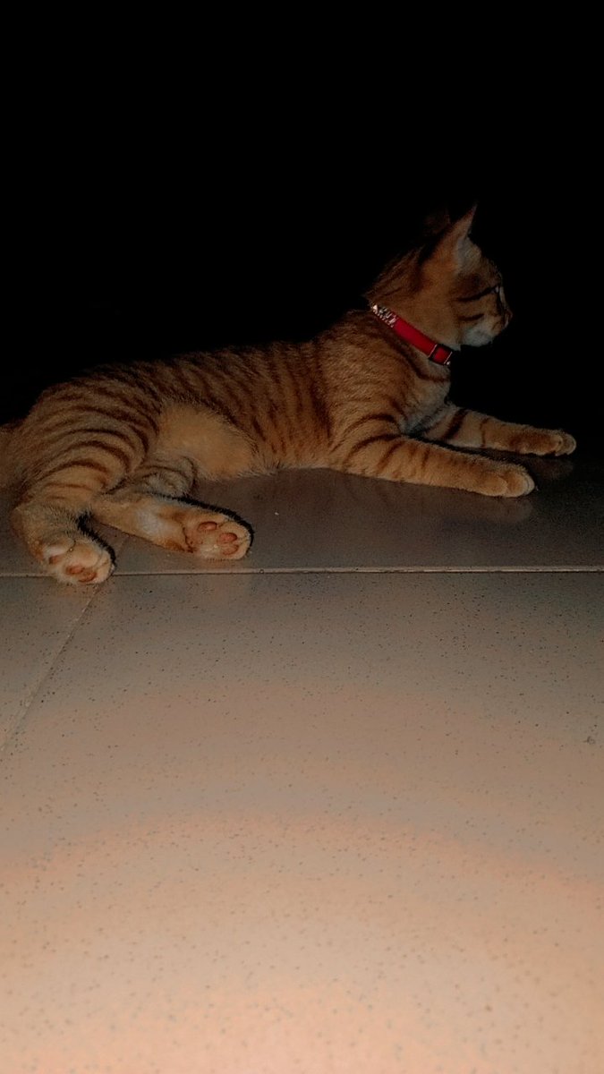 GenOldsol30's tweet photo. #Factsaboutcat
Cats have a highly developed sense of hearing. They can rotate their ears independently to locate the source of a sound, making them excellent hunters
4 months old orange tabby ginger american shorthair cat available 4 pick up or waybill nationwide.
#OldsolFarm https://t.co/Pv9MhjGloQ