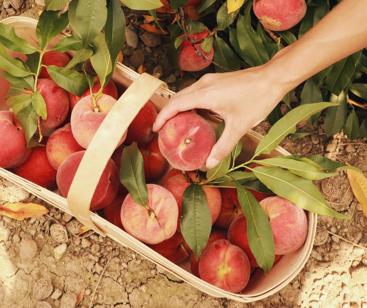 T_Divinae's tweet photo. 🍑Scopri la nostra confettura extra di percochi: il sapore del Sud e dell'estate!

🥰Scegli la qualità e la salute con Terre Divinae.
#cibo #Puglia #territorio #cucina #foodlover #MadeinItaly #mangiaresano #enogastronomia #sapori #ProdottiTipici

🔗https://t.co/jqhhScHC3m https://t.co/AZUcNiG3Ea