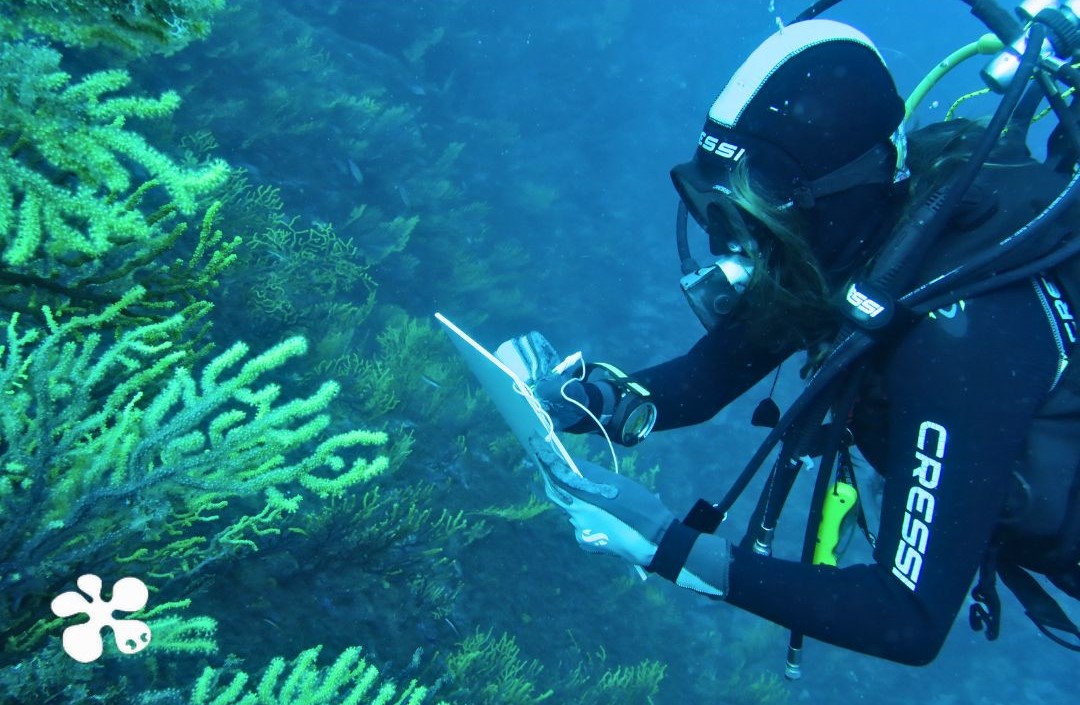 🌍 Amb més de dues dècades d'experiència, el grup realitza seguiments de llarga durada per comprendre l'evolució dels ecosistemes marins. A més, col·labora amb la ciutadania en projectes com <a href="/CorfunHeatmed/">CORFUN - HEATMED</a>, ampliant el seu impacte i coneixement.