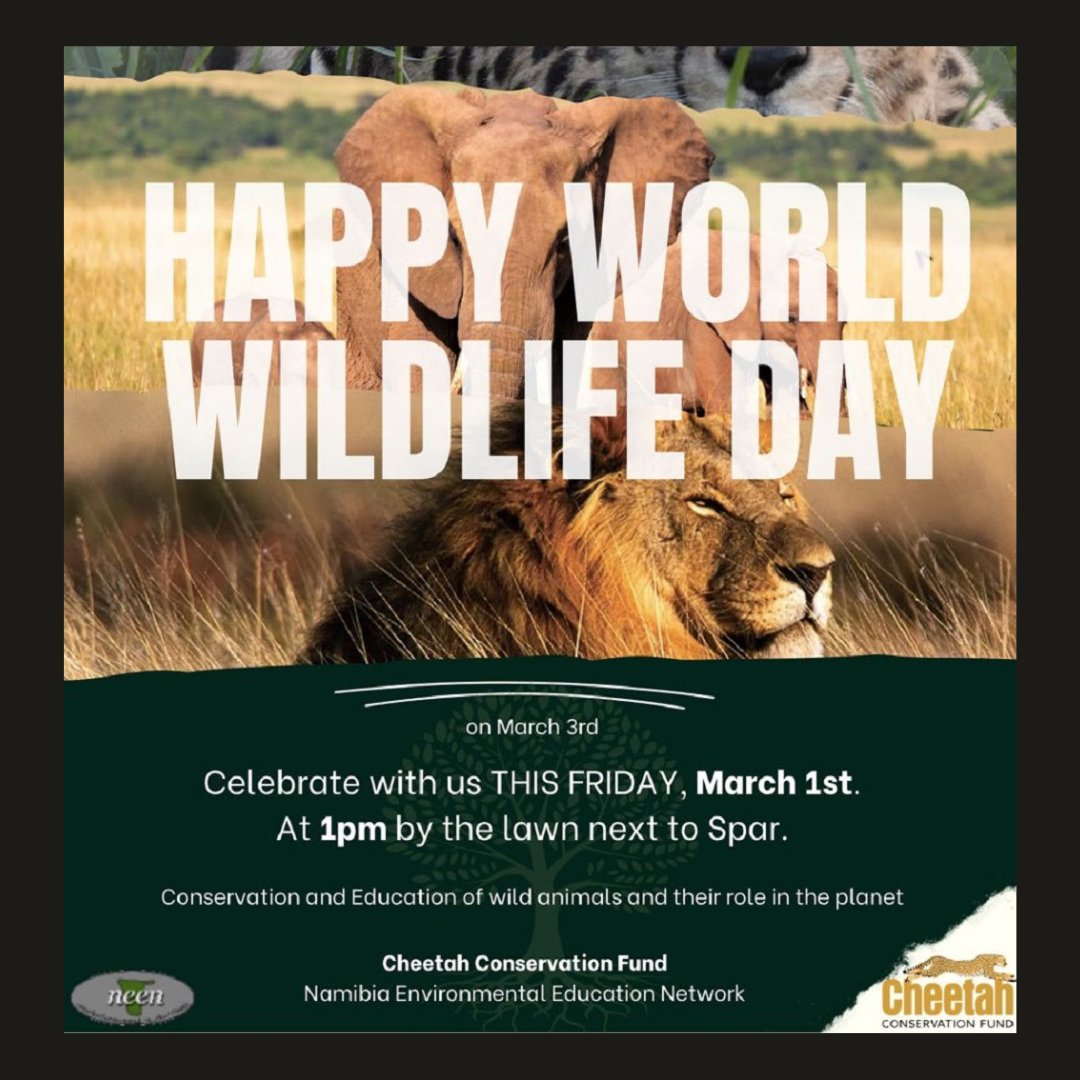 For #WorldWldlifeDay, CCF is presenting an informative celebration with the Namibian Environmental Educators Network (NEEN) Otjizondupa Region. Hosting students from Otjiwarongo schools and the B2Gold Environmental Education Centre, the event will promote wildlife conservation.