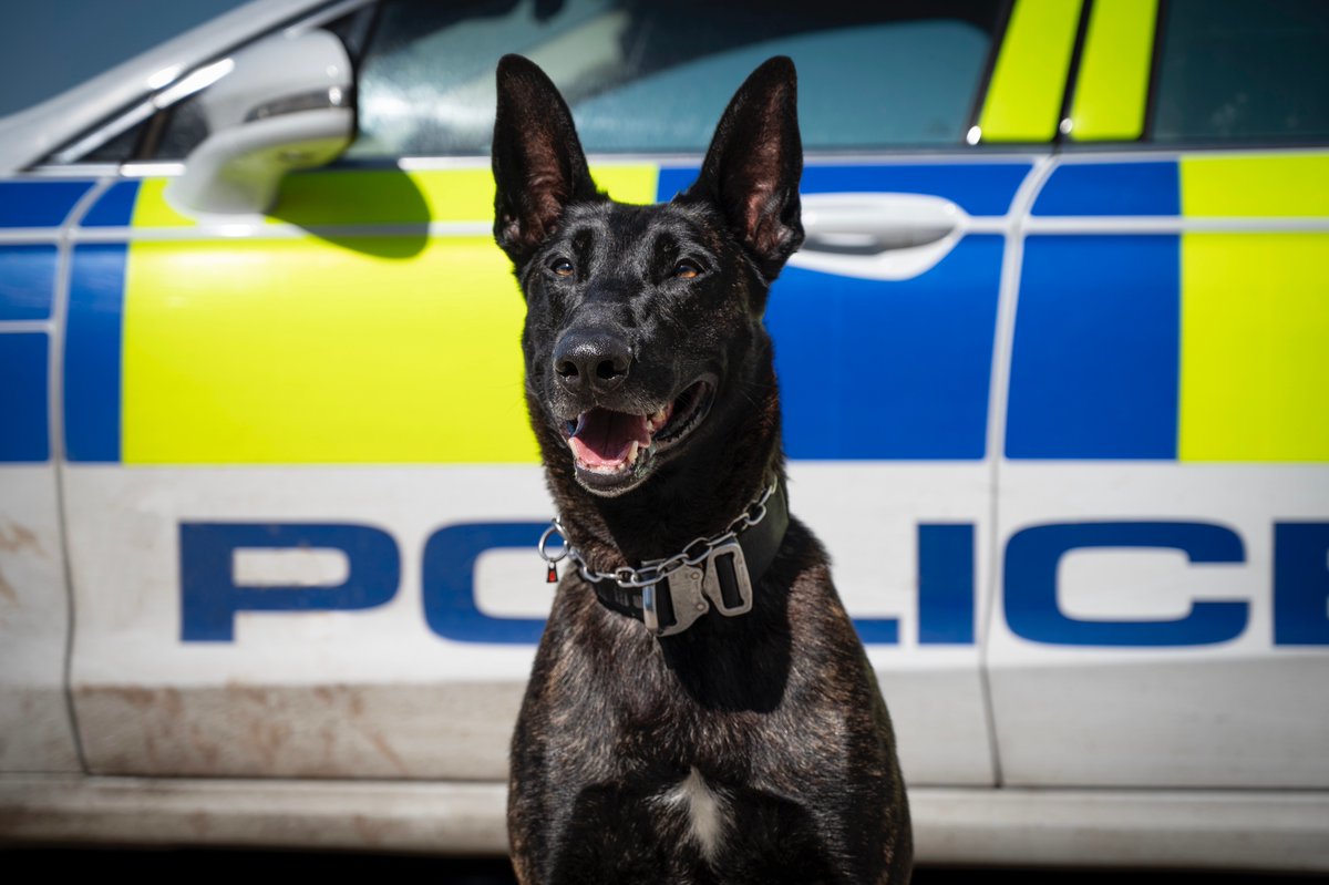 Two more for PD Toro and handler! Toro located a male hidden in an outdoor storage cupboard who was in possession of drugs. Toro then went on to search a housing estate for a male wanted for serious domestic violence offences and found him hiding up a driveway. #PDToro