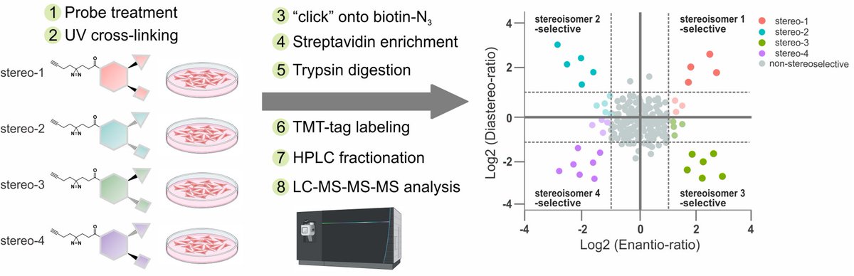 I am delighted to share that the main body of my postdoctoral work with #BenCravatt in collaboration with @brumelillo, #RamnikXavier and @SchreiberStuart is finally out which harnessed photoreactive stereoprobes to expand the ligandable proteome: tinyurl.com/f3uxbjj3.