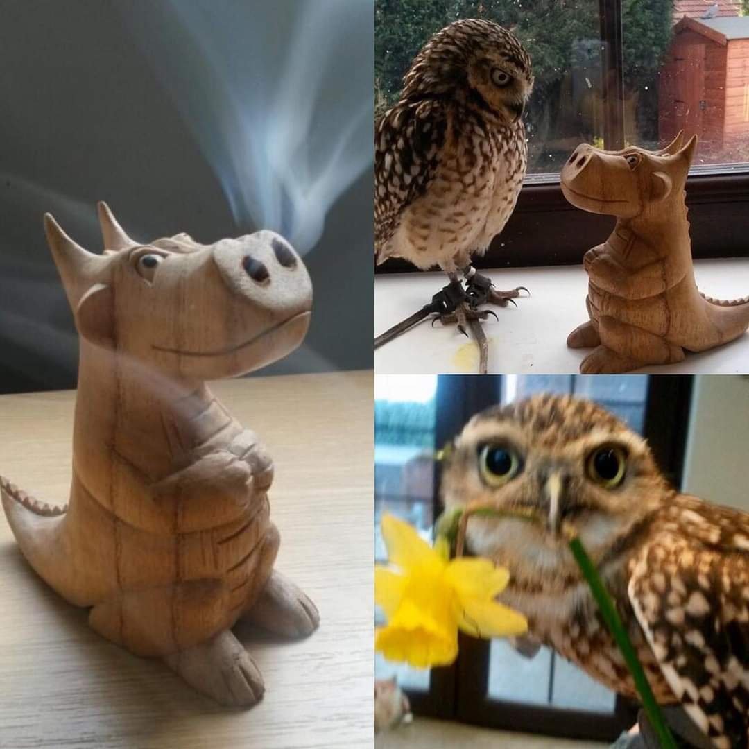 burrowingbolt's tweet image. Happy St David&apos;s Day #meteorologicalspring #StDavidsDay #havingahoot