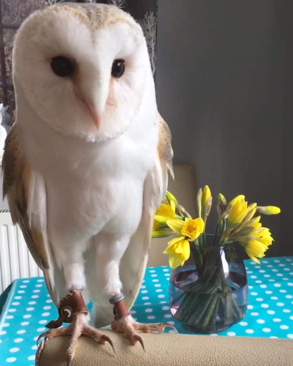 burrowingbolt's tweet image. Happy St David&apos;s Day #meteorologicalspring #StDavidsDay #havingahoot