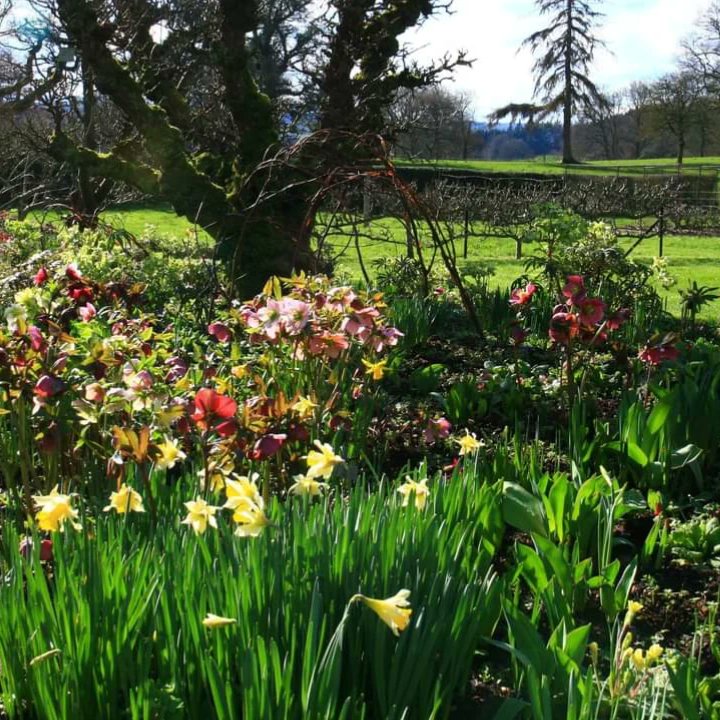 We are opening tomorrow! After a wet and miserable winter, Spring has finally arrived and our stunning 70 acre gardens are now awash with colour. Open weekends only in March until Good Friday - open daily, 11.00am - 5.00pm. Come this weekend and cheer yourself up!