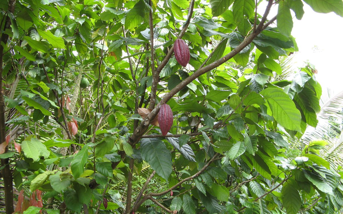 Shade in African #cocoa (#cacao) farms influences the abundance of #pests, natural enemies and #pollinators - article in @JAppliedEcology by @CrinanJarrett, @kowo_cyril, @DTHaydon, @WandjiChristel and others like @JMatthiopoulos - doi.org/10.1111/1365-2… 🔓