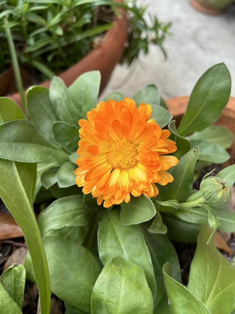 ilenagm's tweet image. #FlowersOnFriday is also #MeteorologicalSpring 😆woop woop! Here’s a cheeky #Calendula that’s been living in a pot on the patio all winter. #HappyFriday💝#Plants #GotToBeNC
#Gardening #Flowers #GYO #FlowerPhotography