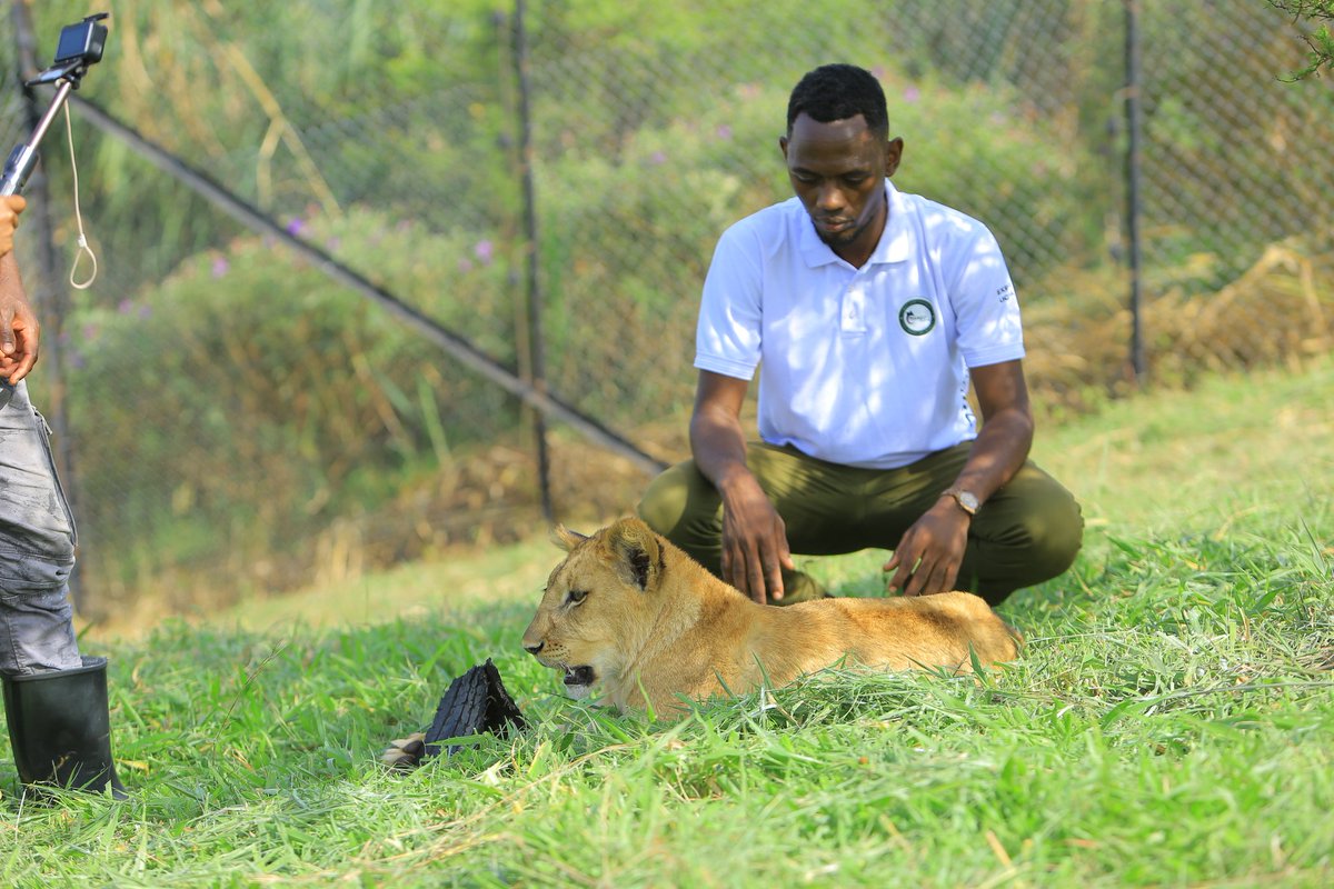 KanyesigyeEd's tweet photo. In the kingdom of life, be a lion β fearless, regal, and always ready to defend the territory of your dreams.
π: @ctcconservation
Whatsapp to Book;+256-750997788
πΈ: of course @marvinmiles256
#VisitCTC #ExploreUganda https://t.co/JLaQ60KFxb