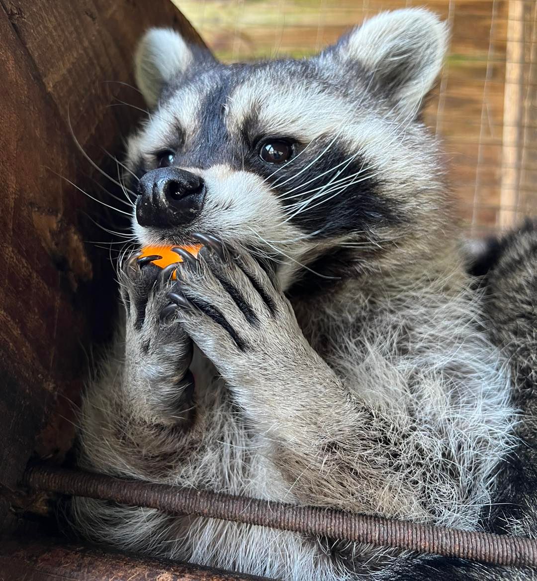 Fact of the week 📖 Raccoons (Procyon lotor), enter a state known as torpor in the cold winter months to conserve as much energy as possible while food is less available. As the days get longer, and eventually warmer, they will be more active again. #sanctuary #raccoons