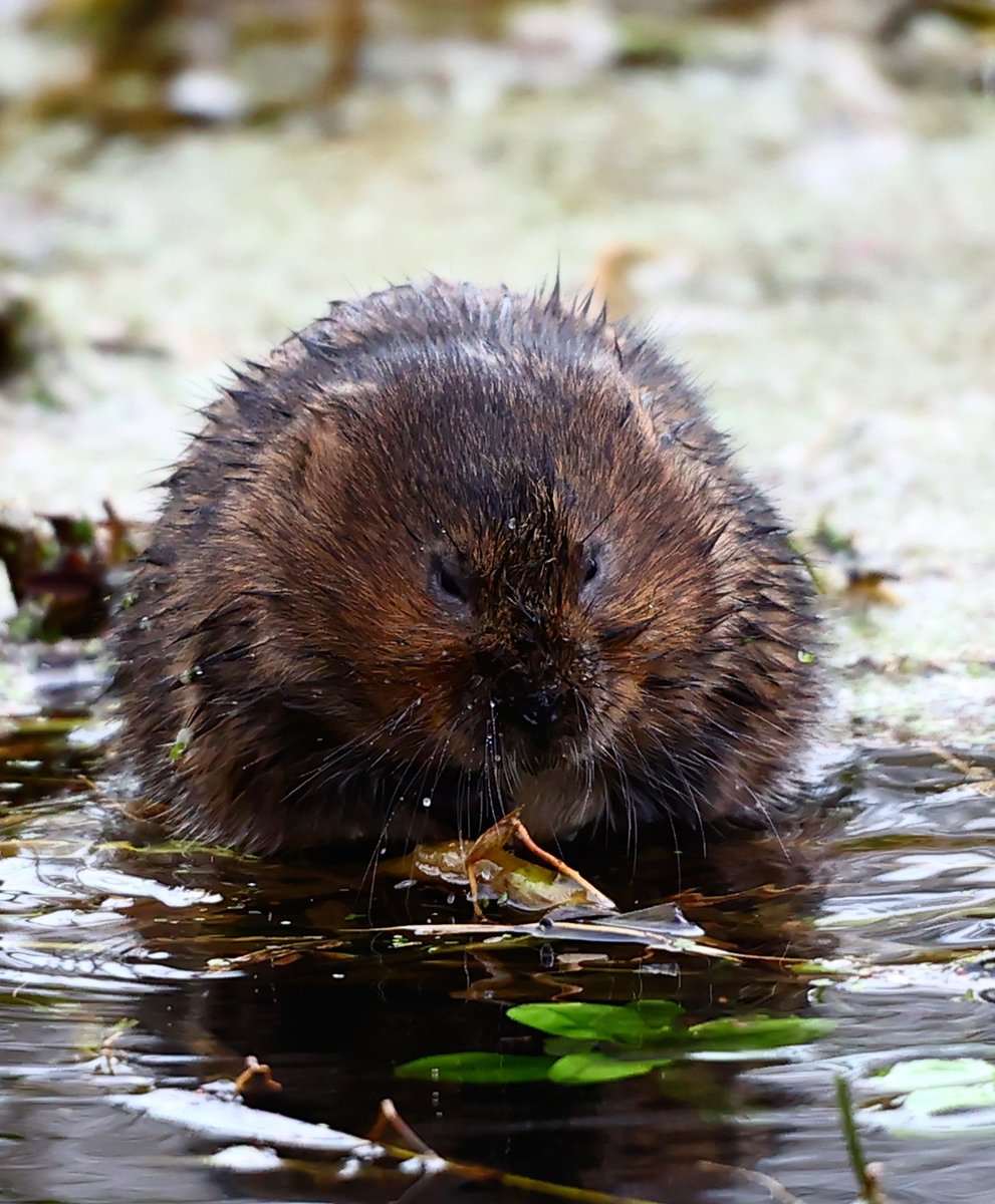 Despite flooding, water voles at Sculthorpe Moor stand strong. Their resilience is a reminder to protect wetlands. Visit the sanctuary to witness their beauty firsthand. Image: Rodney Otway 🐾🌿 #conservation #wildlife #water voles