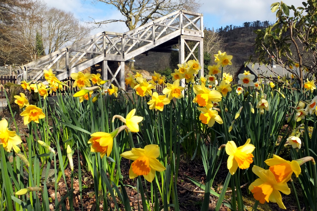 Dydd Gŵyl Dewi Hapus! Happy St David's Day! Who was St. David? How can we celebrate? 🔗 rb.gy/wpbl12 Daffodils at Tan-y-Bwlch Station to brighten your day. 📸@ffestiniogwelshhighland #PethauBychain #RandomActsofWelshness #stdavidsday #visitmidwales #visitwales