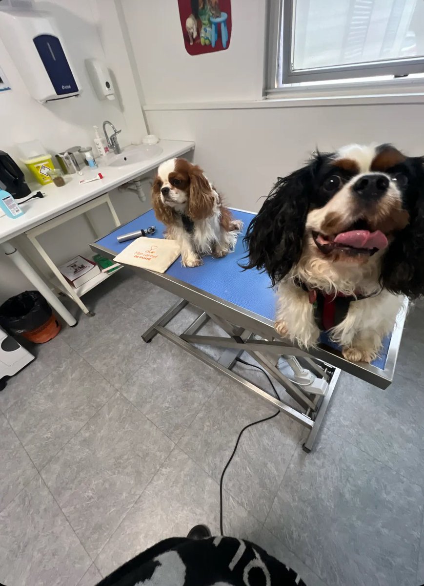 D4rkJean's tweet photo. Jai emmener mes chiens au veto pour voir un psychiatre car ils se questionnent sur leur genre mais le veto m a degager en me disant « arretez d emmener vos chiens on en peut plus la derniere fois vous vouliez soigner leur racisme vous etes con »
Je dois gérer leur racisme et leur transidentité tout seul super merci le veto de merde