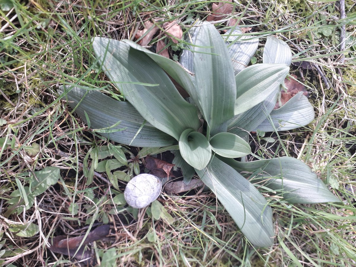 SLBI Orchid Survey 2024 A colony of Bee Orchids, Ophrys apifera, appeared Southwark last year during No Mow May (see photo). Found any wild orchids in the inner London Boroughs? Send photos to SLBI-Orchids@hotmail.com More info: slbi.org.uk/orchid-survey-… #orchids #slbi